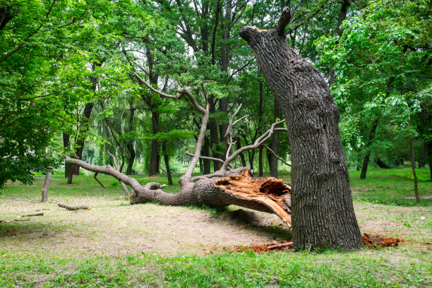 Best Root Management and Removal  in Sioux Center, IA